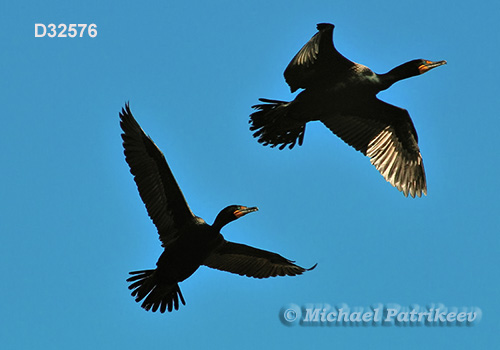 Double-crested Cormorant (Phalacrocorax auritus)